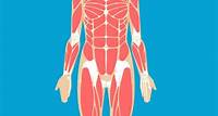 Muscular System Anatomy, Diagram & Function | Healthline