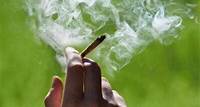 Hochprozentiges Cannabis steht in Verbindung mit erhöhtem Psychoserisiko bei jungen Erwachsenen Studien zeigen, dass gezüchtete hochpotente Cannabissorten eine ernsthafte Bedrohung für die psychische Gesundheit darstellen.