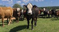 Tight beef cattle supplies push prices to 10-year high