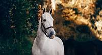 Free White Horse Near Green Leaves Stock Photo
