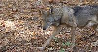 Explore the Wild: Red Wolves