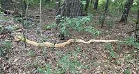 Massive python captured in Alabama