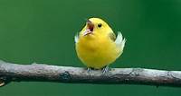 Birds Chirping Sound Effect | Free Sound Clips | Animal Sounds