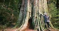 Excursão a pé pelas árvores antigas de Vancouver