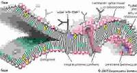 molecular view of the cell membrane