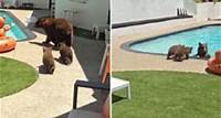 VÍDEO: Ursa pula na piscina de casa nos EUA e mostra aos filhotes como nadar