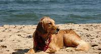 Asbury Park Dog Beach
