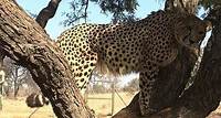 Ann Van Dyk Cheetah Centre Tour ab Johannesburg oder Pretoria
