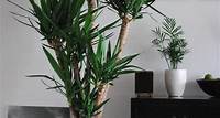 Conheça a Yucca, planta resistente e fácil de cuidar