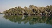 Changement climatique : 50% des écosystèmes de mangroves menacés