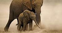 Elefanten: Die grauen Riesen in Gefahr