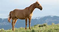 Free Brown Horse On Grass Field Stock Photo