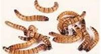 Superworms For Sale Live Superworms For Sale - Free Shipping