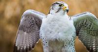 Birds of Prey Day: Fun for the Entire Family