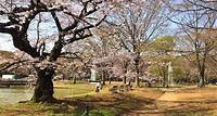[Tokio Reise] Yoyogi Park: Harajukus größter Park
