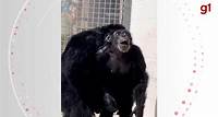 Vídeo: chimpanzé que passou 28 anos confinada vê o céu pela primeira vez; confira a reação dela