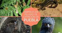 Animales en peligro de extinción en Puebla