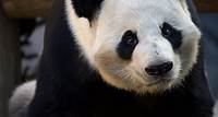 Giant Panda - Zoo Atlanta