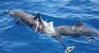Avistamiento de Delfines en Puerto Escondido