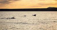 Delfin-Sunset-Tour auf elektrischem Katamaran in kleiner Gruppe