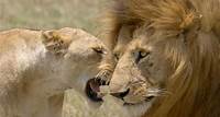 Die Großkatzen der Masai Mara: Auf der Jagd