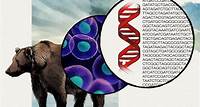 Evolution | NOVA Labs | PBS