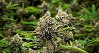 Mundelein Recreational Marijuana Menu | RISE Cannabis