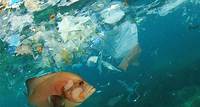 Plastik im Meer: Die Folgen der Vermüllung für Umwelt und Tiere