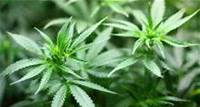 Cannabis – eine Pflanze mit vielen Gesichtern