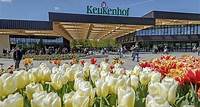Excursão privada aos campos de tulipas de Keukenhof saindo de Amsterdã R$ 1.474
