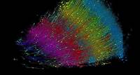 Epic science inside a cubic millimeter of brain Researchers publish largest-ever dataset of neural connections