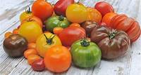 Les 10 meilleures variétés de tomates à cultiver - Gamm vert