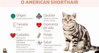 Gato americano de pelo corto
