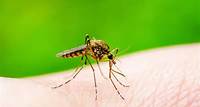 Dengue hemorrágica: o que é, quais são os sintomas e tratamento | Laboratório Exame