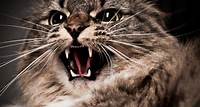 Aggression In Cats - Jackson Galaxy