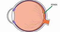 Fovea of the Eye (Anatomy, Functions & Associated Conditions)