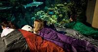 Aquarium Sleepover
