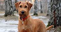 Irish Terrier