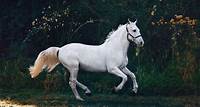 Free White Horse on Green Grass Stock Photo