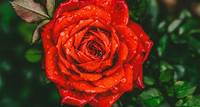 Free Close-Up Photography of Red Rose Flower With Water Drops Stock Photo