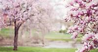 Magnolienbäume, Frühling, Pinke Blumen