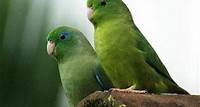 Facts About Parrotlets