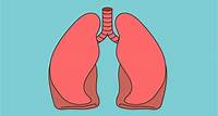 Respiratory System Anatomy, Diagram & Function | Healthline