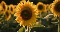 Symbolic Sunflower Meaning