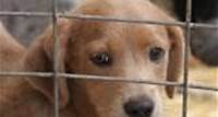 Adopter un chien dans un refuge animalier