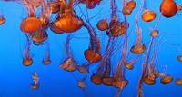 Jelly | Live cam | Monterey Bay Aquarium