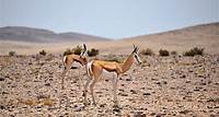 Namib-Wüstenlandschaftstour
