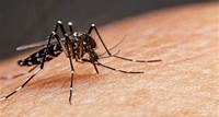 Casos de dengue tem um aumento de mais de 500% comparado ao mesmo período de 2023