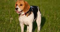 Beagle : caractère, santé, alimentation, prix et entretien
