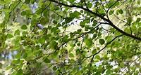 12 Species of Alder Trees for Your Yard